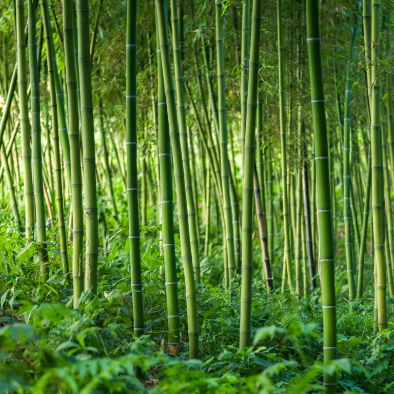 How can MOSO Bamboo Thermo contribute to LEED points?