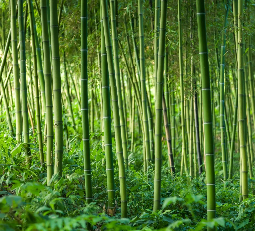 bamboo site